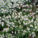Hóvirágos tavasz 110