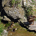 Vadkacsák,(Tőkésrécék) Öreg-tó Tatán