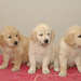 golden-retriever-puppies-2