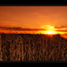 Kukorica naplementében