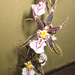 szülinapi orchidea 004