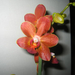 Phal.'Brown sugar'