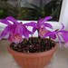 pleione04.07