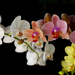 orchids-wallpaper-00691