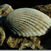 Shell kagyló