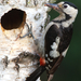 Syrian woodpecker 06