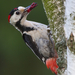 Syrian woodpecker 09