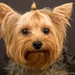 yorkshire-terrier-hajgumival-kep