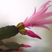 Kaktusz virágzásban 5
