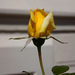 Sárga rózsa 8