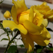 Sárga rózsa 10