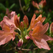 Rododendronok között 20