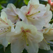 Rododendron virágzásban 6