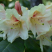 Rododendron virágzásban 8