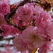 Japán díszcseresznye virága
