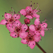 Japán gyöngyvessző (Spiraea japonica)