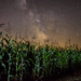 Az égig érő kukoricás