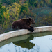 Medve a pristinai Bear Sanctuary-ban