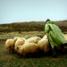 Erdely 20130330 Juhász a Bárányokkal