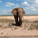 Önarckép egy elefántbikáról