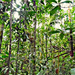 Borneói őserdő