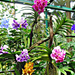 Szingapúr orchidea kert2