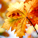 02831 autumn 1280x1024