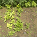 2012-06-03-spenot mangold cekla