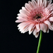 gerbera