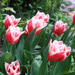 tulipánok 006