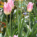 tulipánok 020