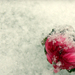 Hó-virág