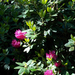 Jeli arborétum rododendron virágzáskor