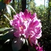 Rododendron virágzás