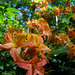 Narancssárga rododendron