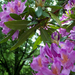 Lila rododendron
