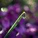 Egy csepp lila