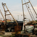 Novigradi halászhajók