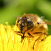 Pollenes arcpakolas