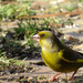 Carduelis chloris