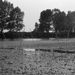 sulyom-mező, 1972