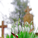 hóvirág a temetőben