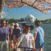 cseresznyevirágzás - 1998