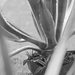 Agave