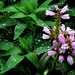 lila harangvirág