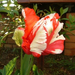 tulipán a tavasz első virága