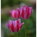 Círmos tulipánok