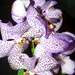 orchideaim 25