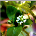 Tyúkhúr -Szépséges gyomvirág a fűben