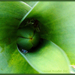 Tulipán bimbó